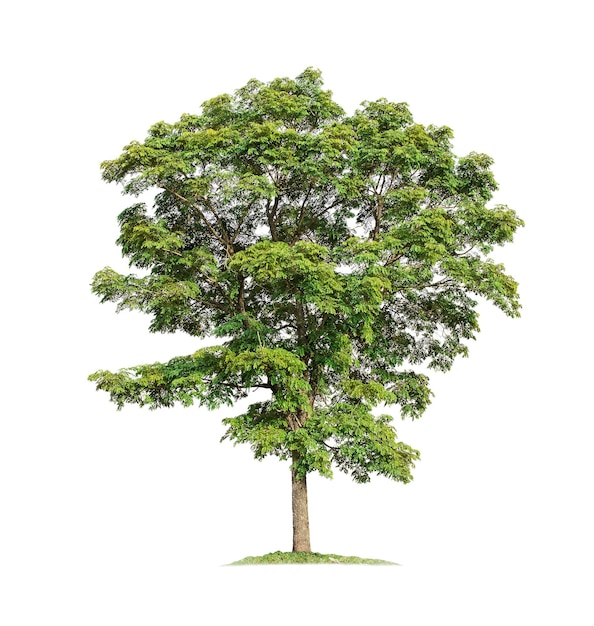 Albero isolato su sfondo bianco