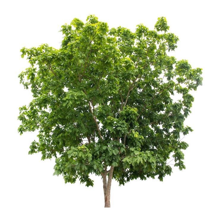Albero isolato su sfondo bianco