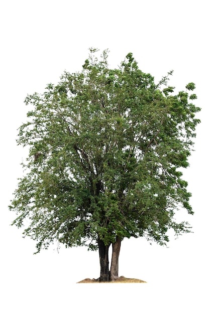 Albero isolato su sfondo bianco