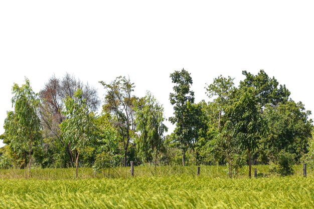 Albero isolato su sfondo bianco