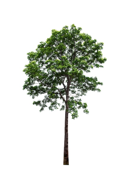 Albero isolato su sfondo bianco