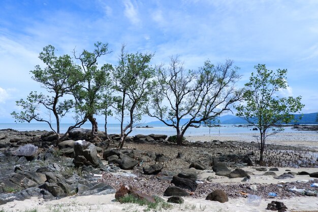 Albero lungo la spiaggia con cielo blu in Thailandia.