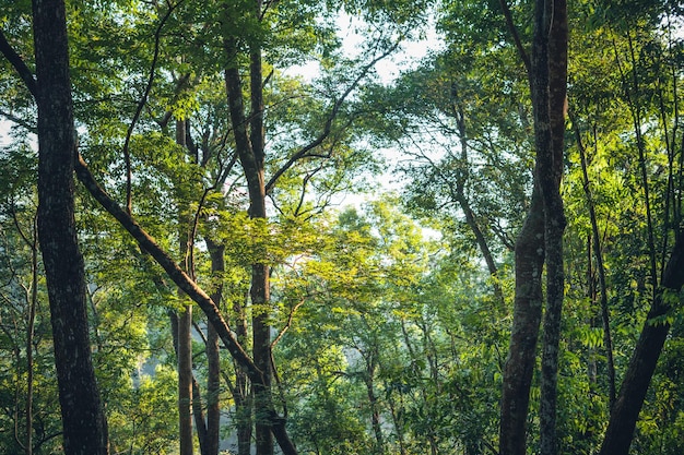 Albero mattutino e luce solare nella foresta