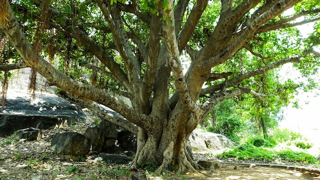 Albero molto vecchio nel parco