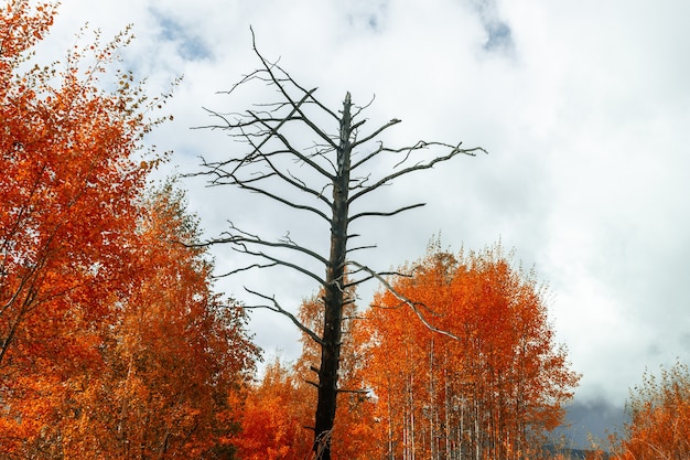 Albero morto circondato dalla foresta autunnale. Concetto di depressione autunnale. Concetto di solitudine.