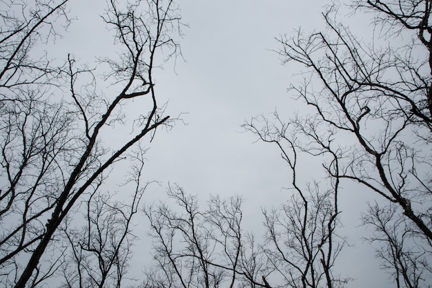 Albero morto con cielo bianco