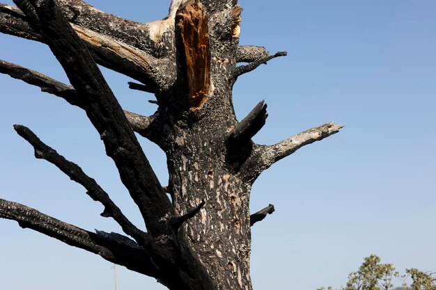 albero morto da un incendio forestale