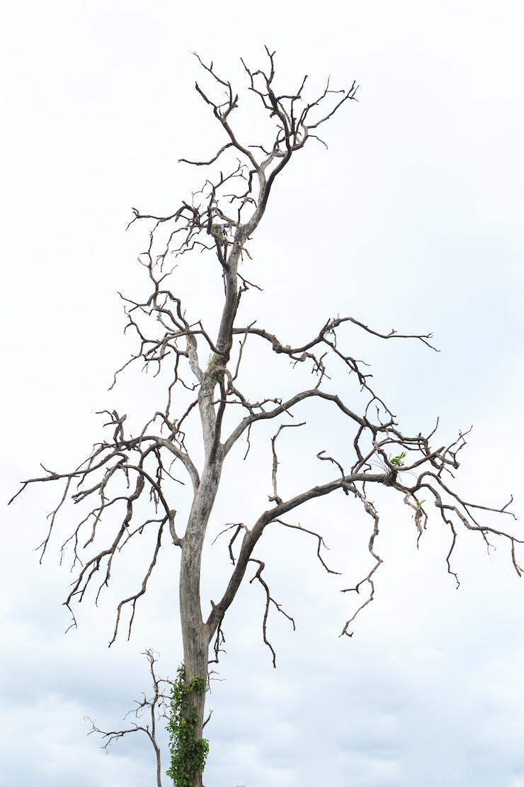 Foto albero morto in thailandia