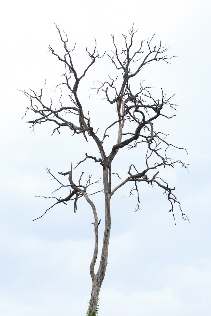 Foto albero morto in thailandia