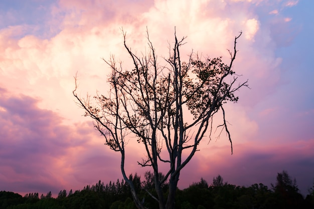 albero morto nel mare con cielo drammatico tramonto e sfondo chiaro.