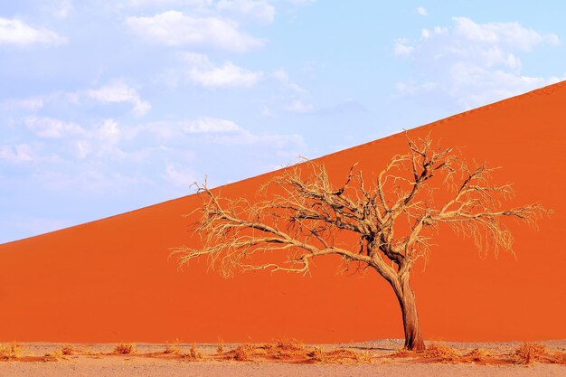 Albero morto solitario nel deserto del Namib