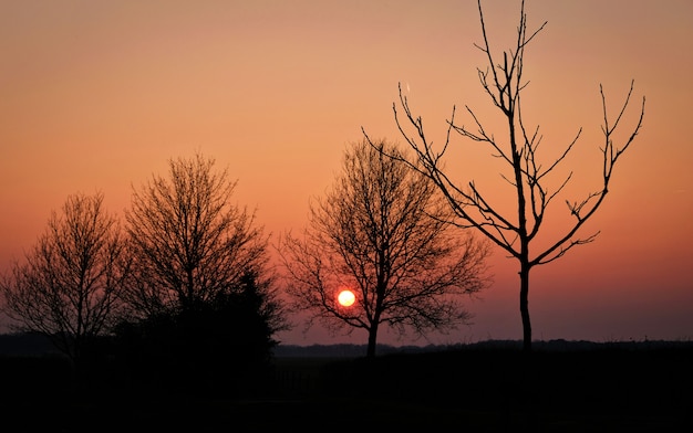 Albero nei prati nella campagna alla molla olandese olandese di tramonto