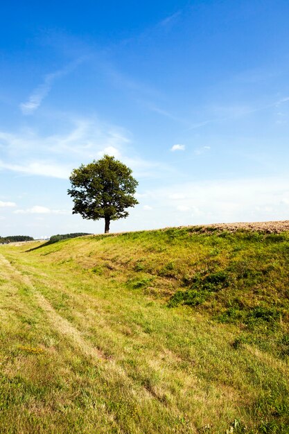 Albero nel campo - campo agricolo