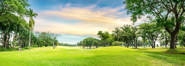 Albero nel campo da golf