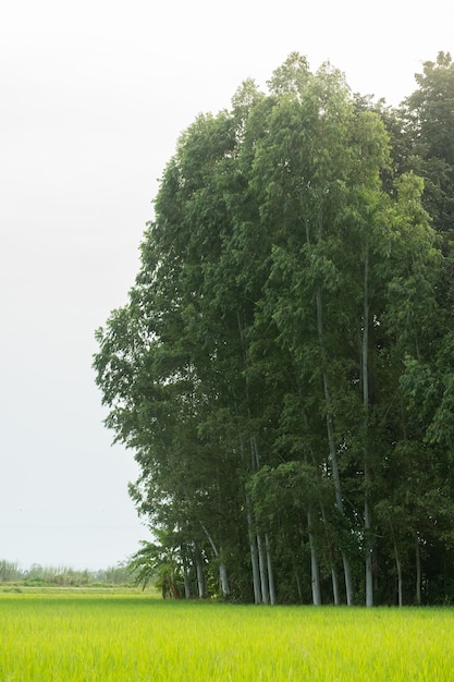 Albero nel campo di riso.