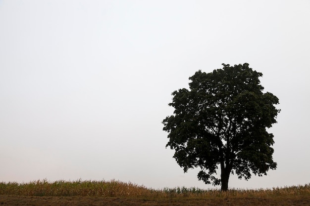 Albero nel campo