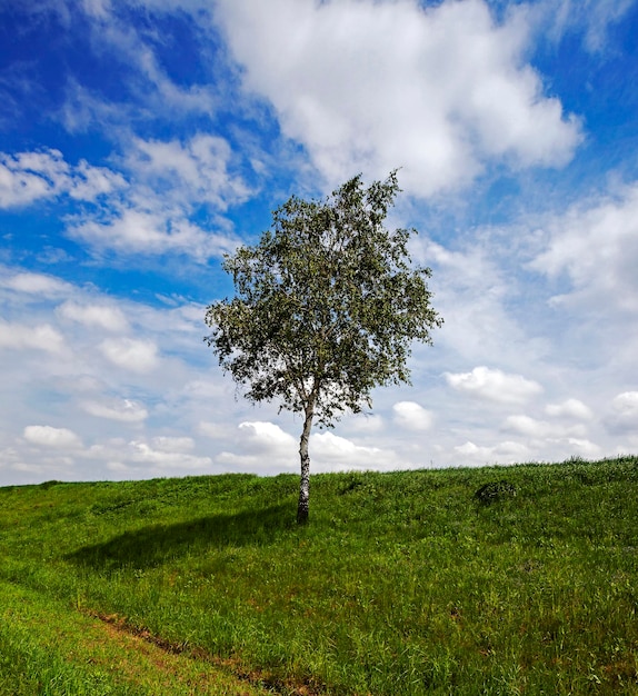 Albero nel campo