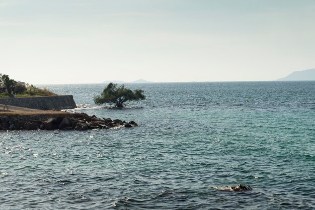 Albero nel mare