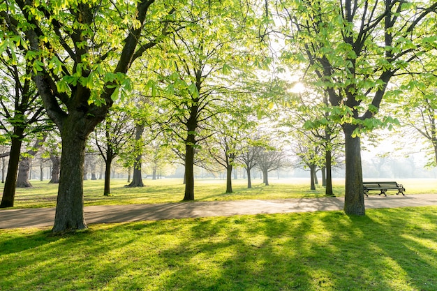 Albero nel parco con luce solare e ombra nel parco nelle prime ore del mattino.