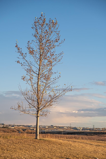 Albero nel parco pubblico in autunno o in primavera