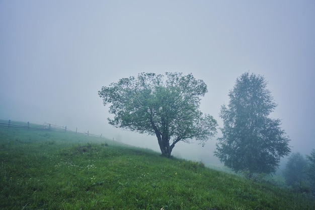 Albero nel prato nella nebbia