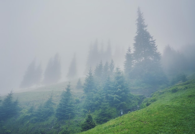 Albero nel prato nella nebbia