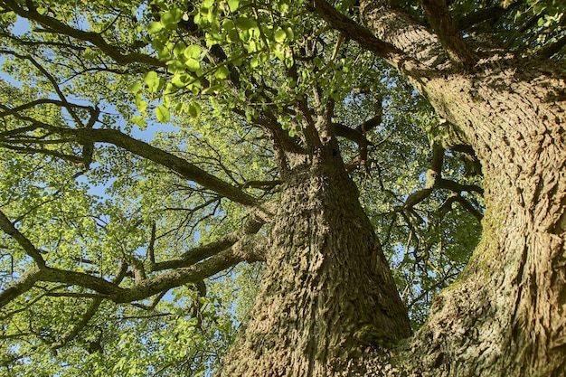 Albero nella foresta