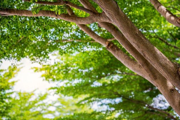 Albero nella foresta