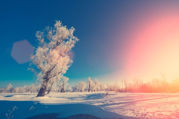 Albero nella neve in primo piano su uno sfondo di boschi innevati e cielo