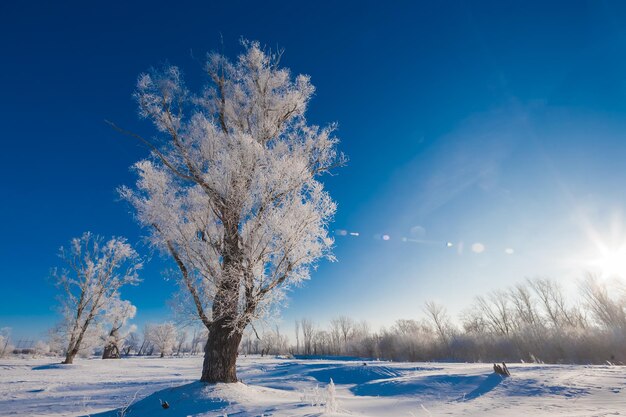 Albero nella neve in primo piano su uno sfondo di boschi innevati e cielo