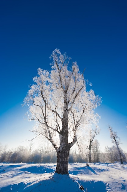 Albero nella neve in primo piano su uno sfondo di boschi innevati e cielo