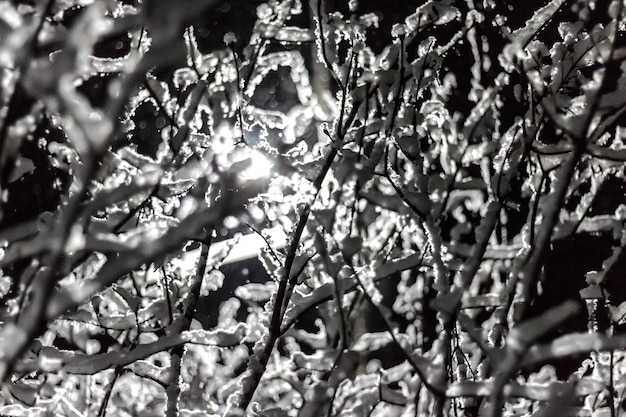 Albero nella neve. Ramo innevato di notte in inverno