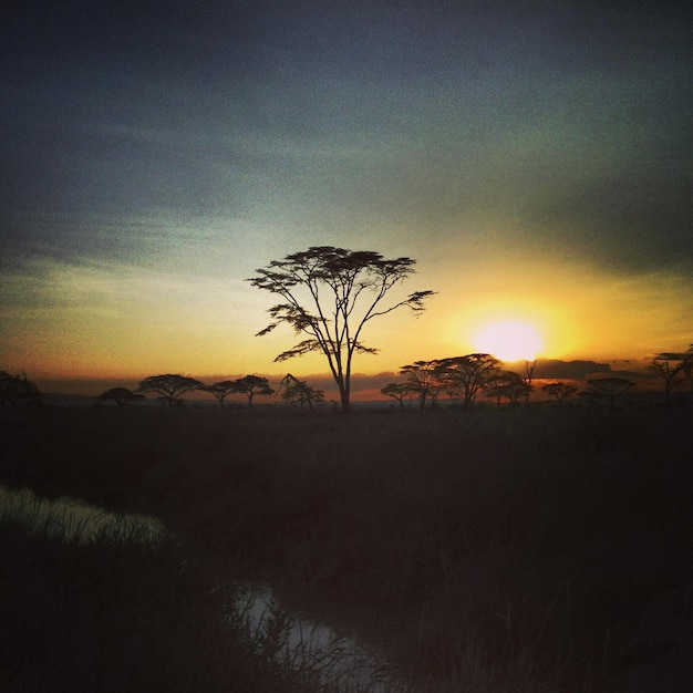 Albero nella savana