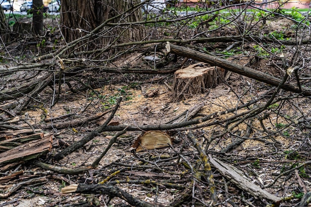 Albero non protetto danneggiato all'aperto che giace a terra. Rami di alberi distrutti a terra.