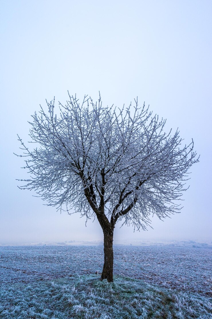 Foto albero nudo contro un cielo limpido