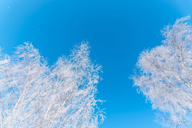 Albero nudo coperto di brina contro il cielo blu