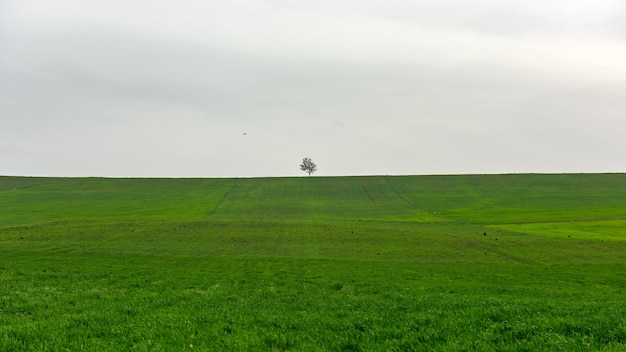 Albero nudo solitario in un campo di fattoria verde, paesaggio minimalista