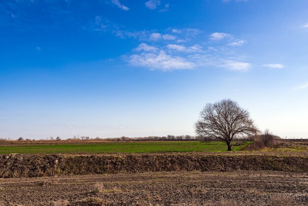 Albero nudo solitario nel campo dell'azienda agricola contro il cielo blu