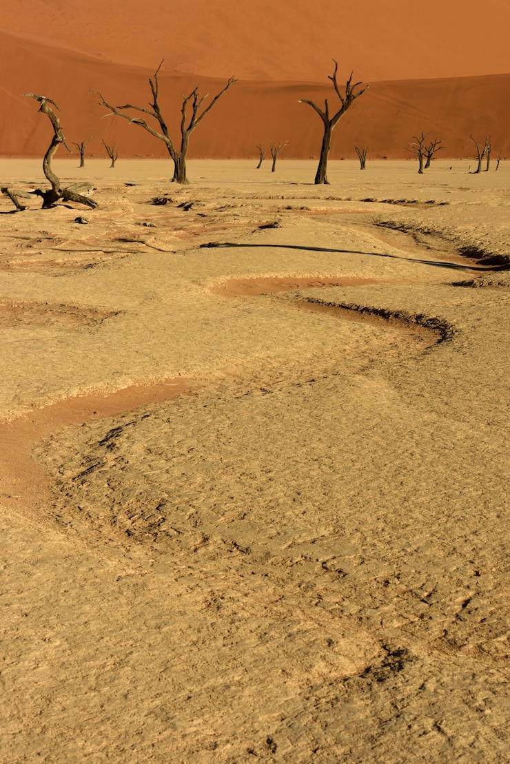Foto albero nudo su una duna di sabbia nel deserto