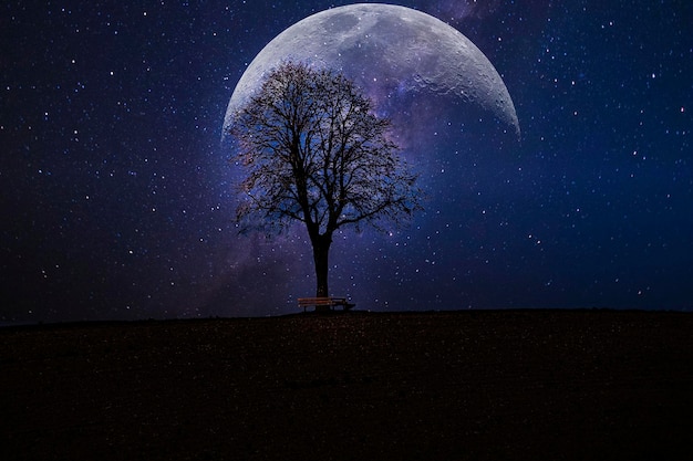 Albero nudo sul campo contro il cielo di notte