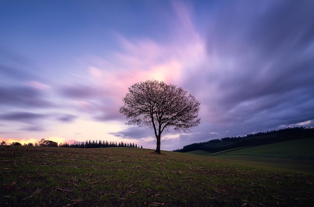 Albero nudo sul campo contro il cielo durante il tramonto