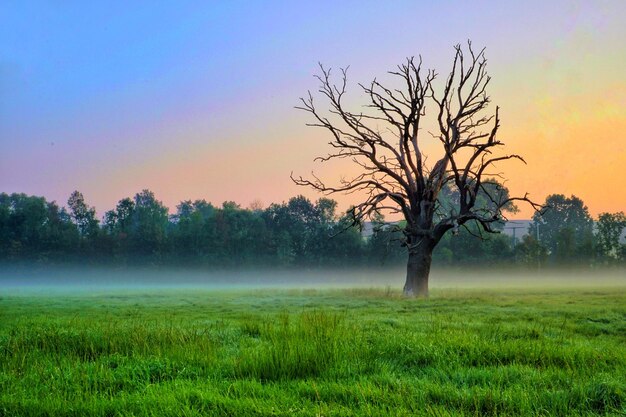 Albero nudo sul campo contro il cielo