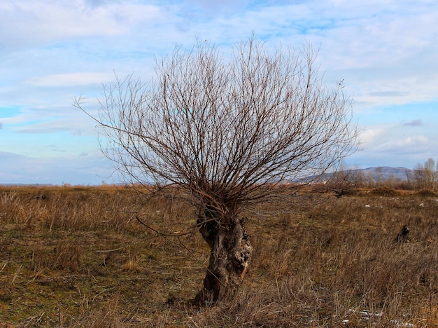 Albero nudo sul campo contro il cielo