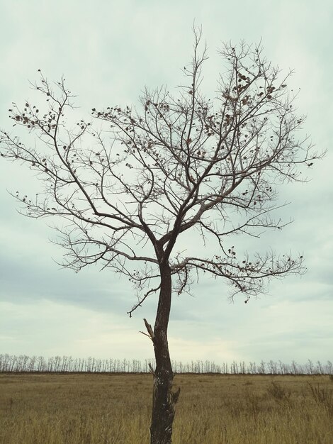 Albero nudo sul campo contro il cielo