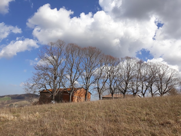 Albero nudo sul campo contro il cielo