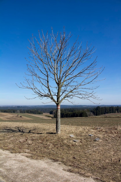 Albero nudo sul campo contro un cielo limpido