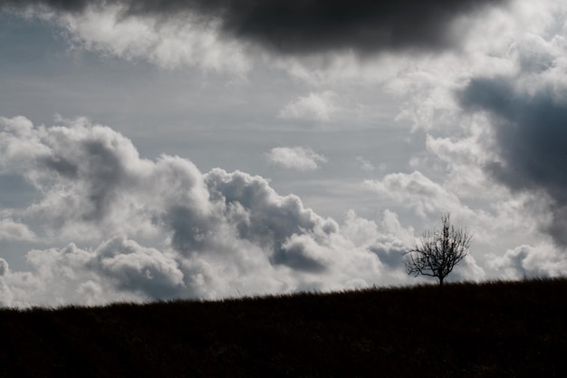 Albero nudo sul campo contro un cielo nuvoloso