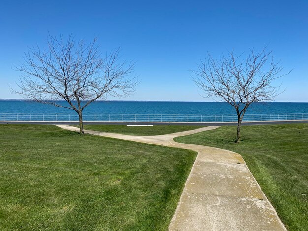 Albero nudo sul mare contro un cielo blu limpido