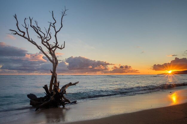 Albero nudo sulla spiaggia contro il cielo durante il tramonto