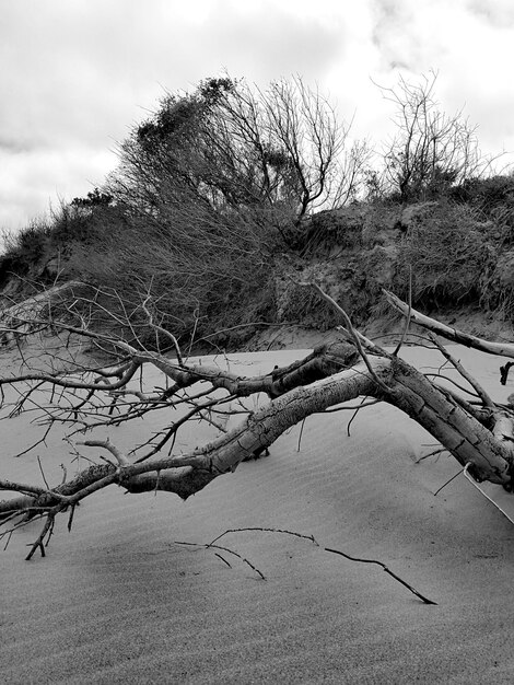 Albero nudo sulla spiaggia